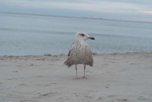 Seagull Sea Bird Ocean Sky The Baltic Sea Beach