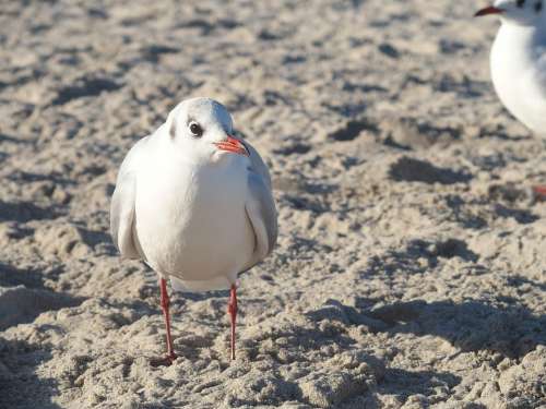 Seagull Sea Baltic Sea Water Bird Nature Animal