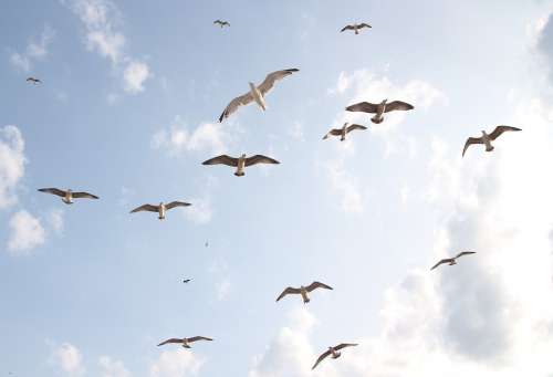Seagulls Flight Birds Sky Freedom Nature Wings
