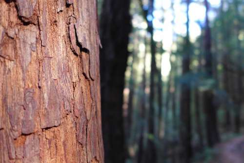 Sequoia Bark Tribe Powerful Wood Huge Log Nature