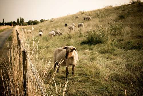 Sheep Animals Flock Meadow Lamb Landscape Cattle