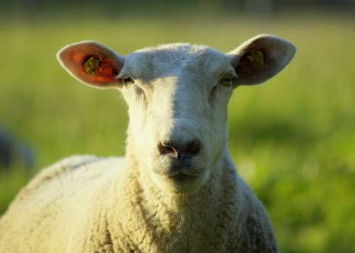 Sheep Portrait Head Sheep Face Close Up Sheepshead
