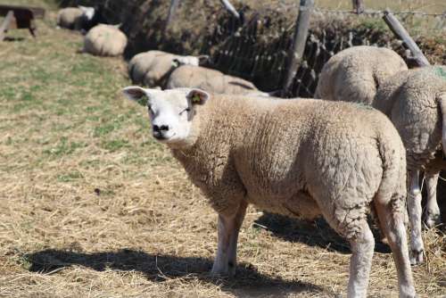 Sheep Smile Happy Animal Lamb Texel Meadow