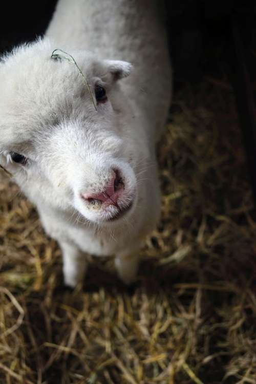 Sheep Animal Lamb Wool Mammal Rural