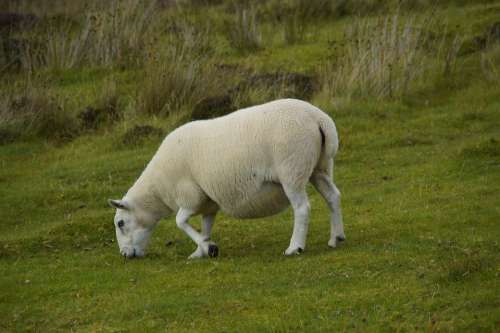 Sheep Graze Scottish Scotland Meadow