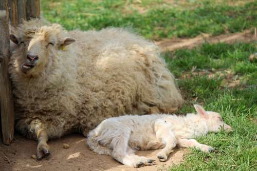 Sheep Sleeping Sheep Animal It Lies White