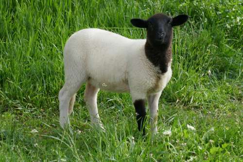 Sheep Lamb Animals