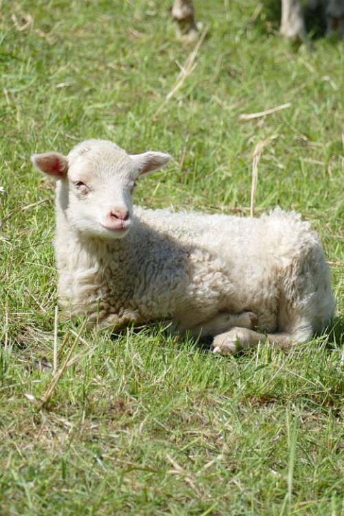 Sheep Lamb Farm
