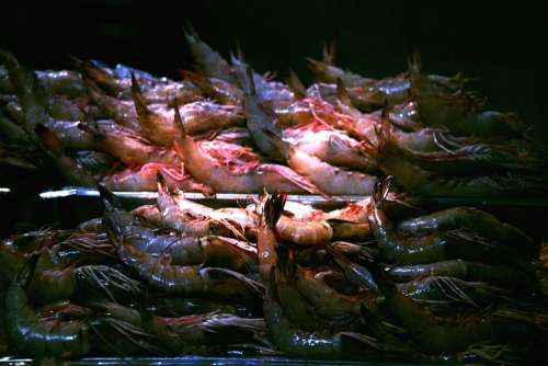 Shrimp Seafood Food Restaurant Fresh Sushi Prawn