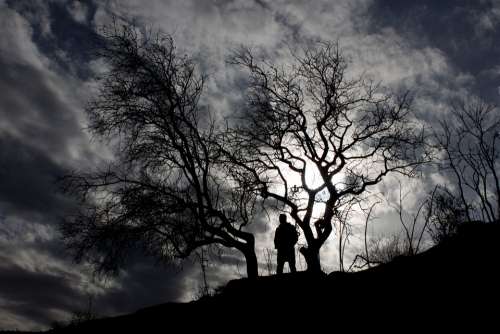 Silhouette Tree Sky Black In The Evening Human