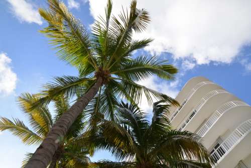 Sky Clouds Palm Trees White Building Landscape