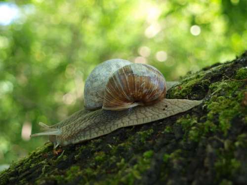 Snail Shell Crawl Nature Mollusk Animal Mucus