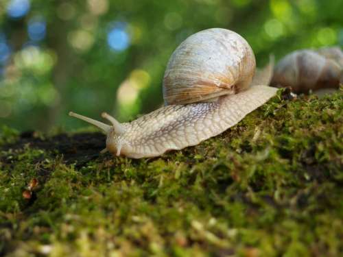 Snail Shell Nature Mollusk Slowly Animal Mucus