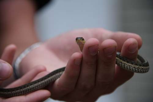 Snake Small Fear Phobia