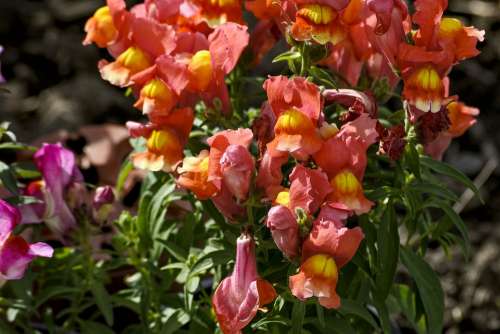 Snapdragon Garden Flower Garden Flora Pink