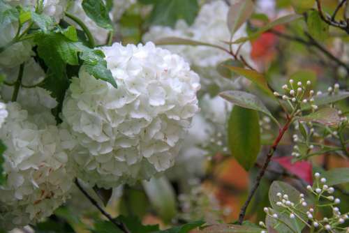 Snowball Viburnum Flower White Shrub Spring