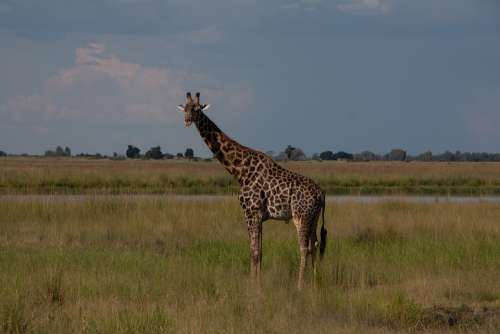 South Africa Safari Nature Giraffe Sky Landscape