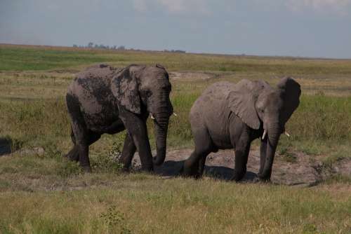 South Africa Elephant Safari Nature Animal