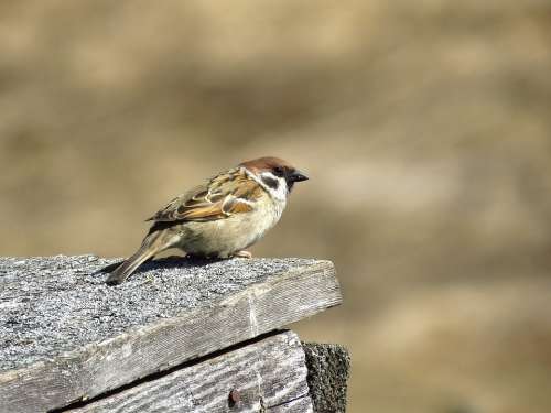 Sparrow Bird Plumage Nature Spring Sitting