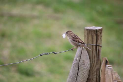 Sparrow Bird Ornithology Plumage Spring Sparrows