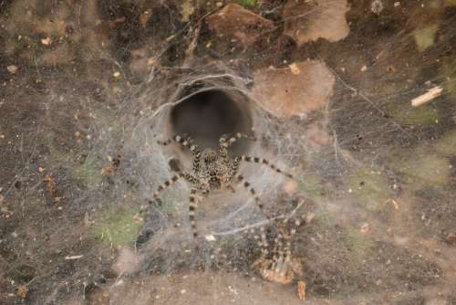 Spider Insect Cobweb Leaves Macro Web Striped