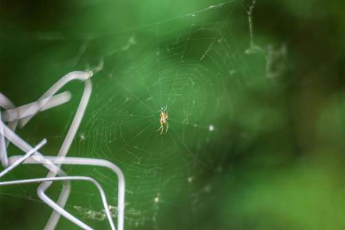 Spider Forest Fence Spider Web Insect Nature