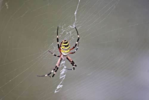 Spider Cobweb Web Insects Nature Arachnid Trap