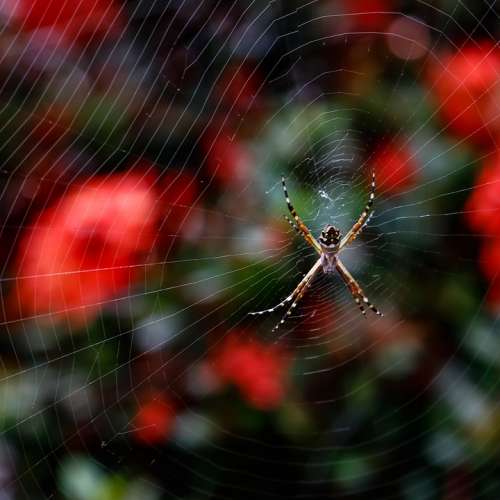 Spider Web Trap Insect Arachnid Poison
