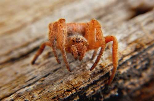 Spider Web Silk Trap Predator Eight Arachnid