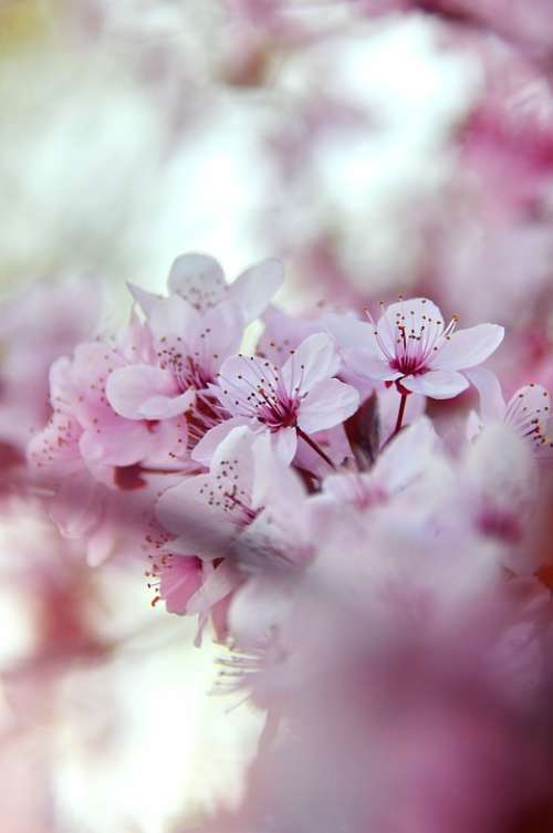 Spring Spring Flowers Pink Pink Flowers Branch