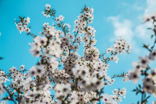 Spring Daylight Blue Blossom Nature Sunlight Tree