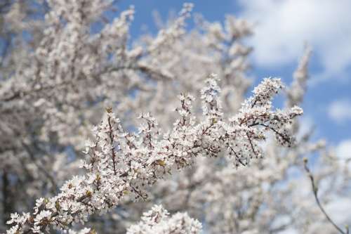 Spring Tree Blossom Flowers Nature Garden White