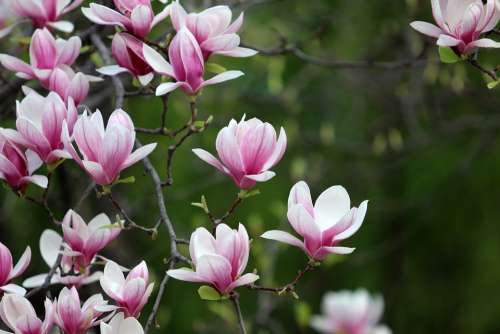 Spring Magnolia Flowers Pink Nature Plants