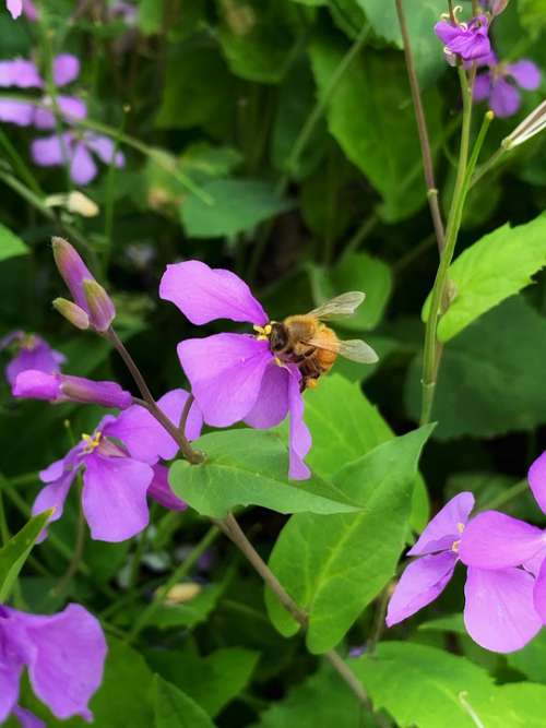 Spring Flowers Bee Flower Green