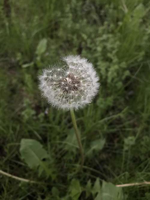 Spring Grass Plant Pollen