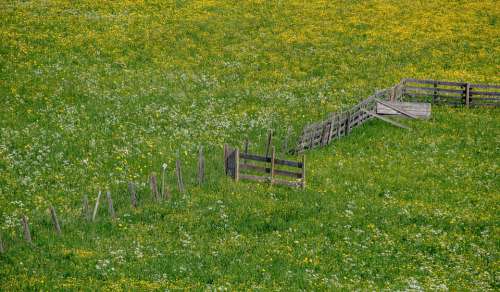 Spring Meadow Bloom Flowers Fence Goal Door