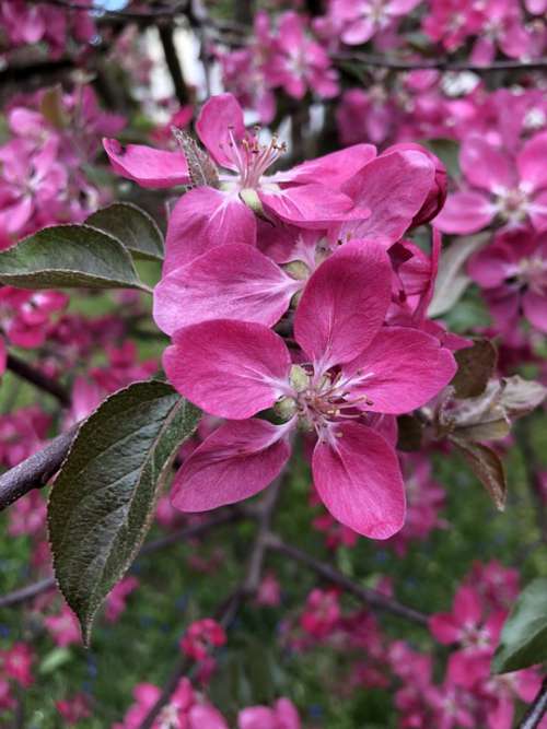 Spring Blossom Bloom Apple Tree Flowers Plant