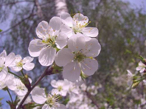 Spring Bloom Cherry Flowers Branch Petals May