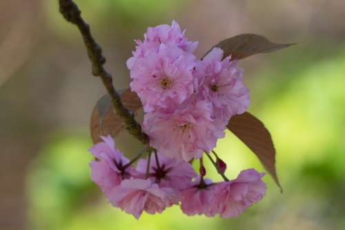 Spring Blossom Almond Blossom Branch Bloom