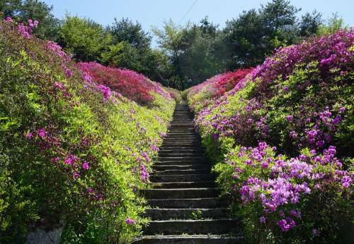 Spring Nature Flowers Plants Garden Stairs Azalea