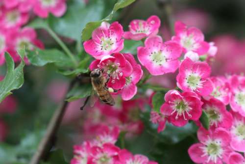 Spring May Garden Pink Floral Insect The Smell Of