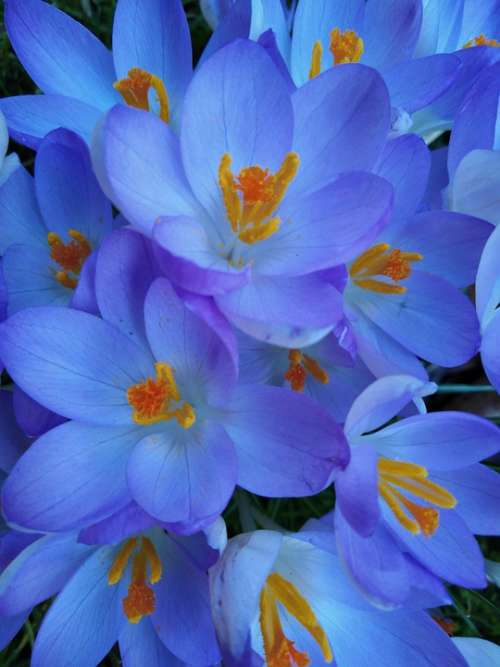 Spring Crocus Flower Purple Spring Flower