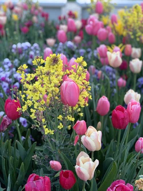Spring Flowers Tulips Color Beautiful Nature