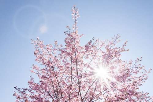 Spring Cherry Blossom Japanese Cherry Trees Sun