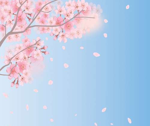 Spring Background Cherry Blossoms Sky Spring Bloom