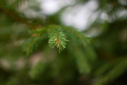 Spruce Needles Branch Tree Plant Conifer Green