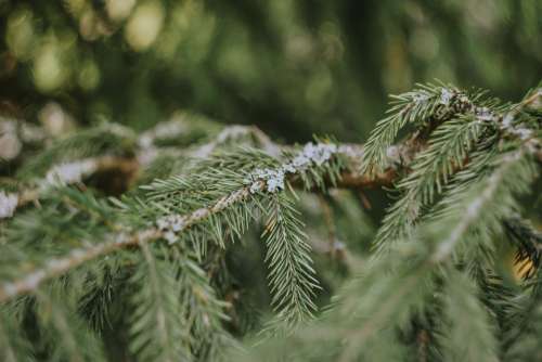 Spruce Tree Needles Branch Nature Plant
