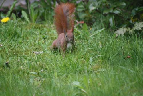 Squirrel Meadow Animal Spring