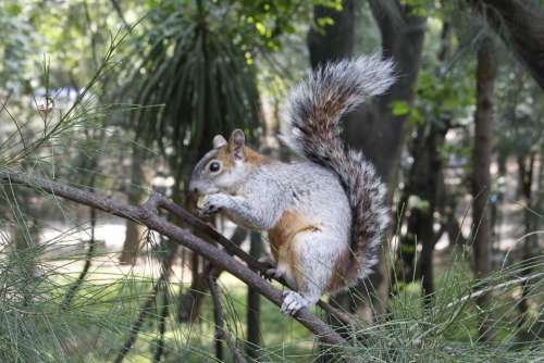 Squirrel Animals Nature Eat Apple Fruit Cdmx