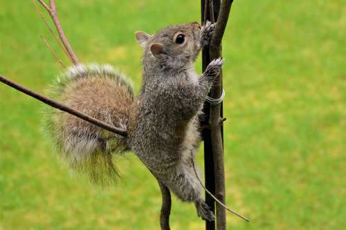 Squirrel Young Climbing Grasping Pole Furry